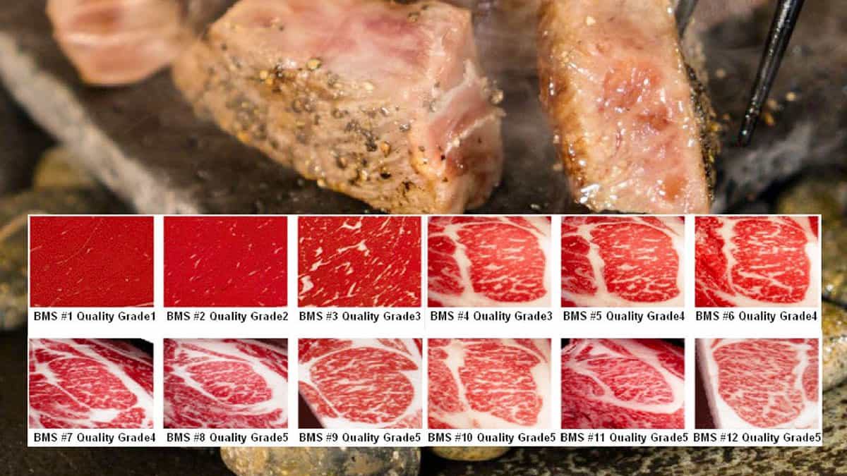 Thang chấm điểm thịt Bò Kobe và thịt bò Wagyu